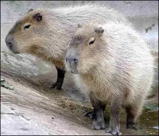 Un capybara adulte pse entre :