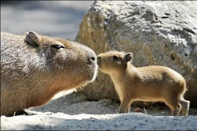 La femelle capybara peut avoir  chaque porte :