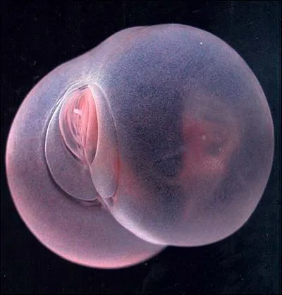 Oui, on dirait bien... une paire de fesses nues rebondies ! Mais en fait, c'est... ?