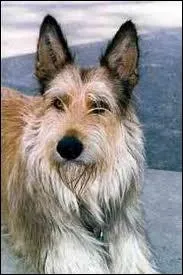 Quel est ce berger ?