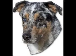 Quel est ce berger ?