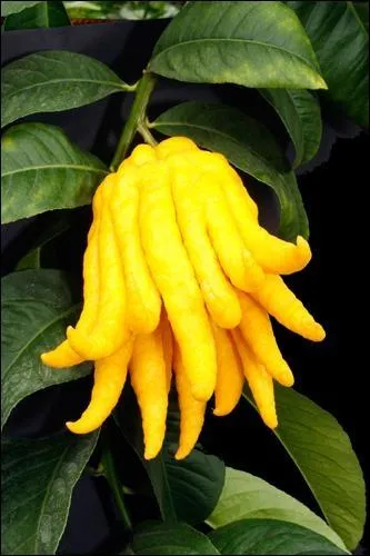 Cet agrume aromatique (Citrus medica) est communment surnomm...