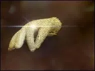 A qui appartient cette main gante ?