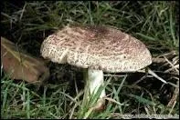 Comment classerez-vous ce champignon ?