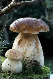 Que ferez-vous de ce champignon ?