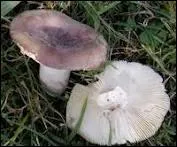 Comment classerez-vous celui-ci ?