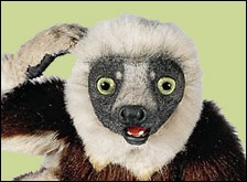quel animal est zoboomafoo