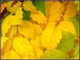 Accords : "Une bande jaune de (... ) (... ) suit un courant d'eau ;
