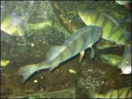 ... et se (... ) droite dans son (... ) de (... ).