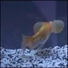 Quel animal a le prsentateur ?