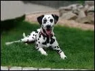 A combien de chiots une Dalmatienne donne-t-elle le jour ?