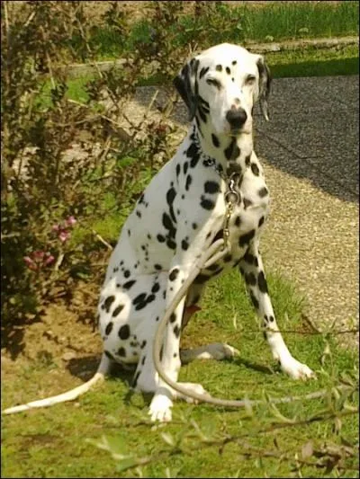 Au Moyen Age, il devient l'emblme de la papaut italienne.