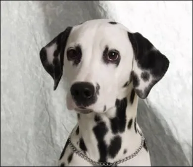 Des représentations d'animaux tachetés de noir et de blanc, attribuées au Dalmatien, se retrouvent sur des fresques antiques. Dans quel pays est-ce ?
