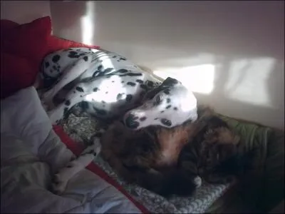 Le Dalmatien ne supporte aucun autre animal chez lui.