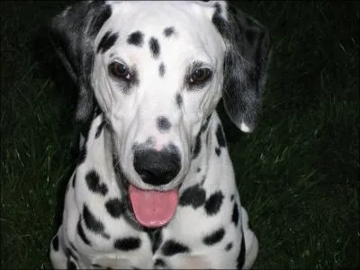 Les mles psent jusqu' 30 kilogrammes.