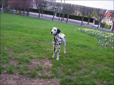 C'est une race de type :