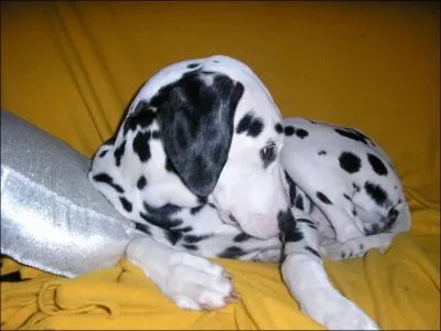 Aux Etats-Unis, c'est la mascotte d'un mtier, lequel ?