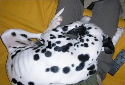  Les 101 Dalmatiens , des Studios Disney, sort sur les grands crans en :