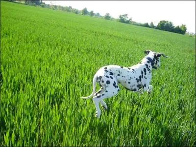 Le Dogue allemand est un cousin du Dalmatien.