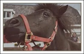 Comment s'appelle ce cheval ?