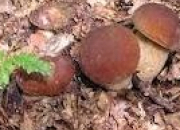 Quiz Champignons bons ou mauvais (2)