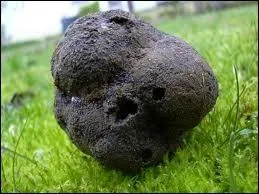 Que ferez-vous de ce champignon ?