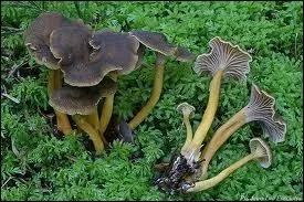 Commpent classez-vous ce champignon ?