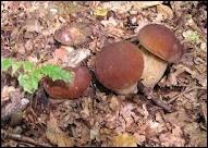 Comment classerez-vous ce champignon ?