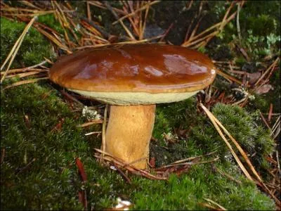 Que ferez-vous de ce Bolet ?