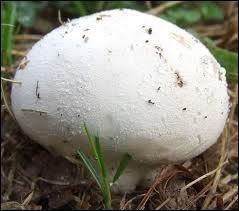 Que ferez-vous de ce champignon ?