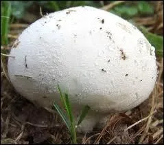 Que ferez-vous de ce champignon ?