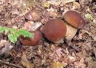 Quiz Champignons