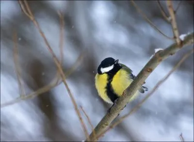 Vous pouvez entendre gazouiller cet oiseau ...