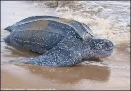 De quelle espce est cette autre tortue ?