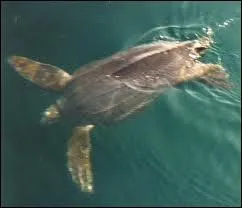 Certains spcimens de cette espce marine peuvent mesurer plus de 2 mtres de long. Quel est le poids record observ pour une tortue (vivante) ?