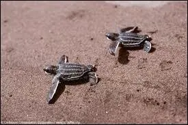 La majorit des petites tortues marines meurent au tout dbut de leur existence... Mais d'o vient le danger ?