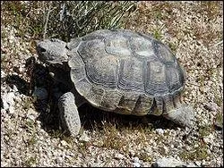 Certaines espces de tortues vivent dans les dserts.