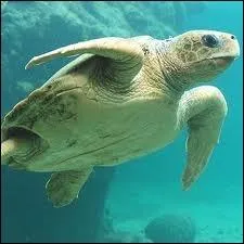 De trop nombreuses tortues marines meurent  cause des _______ qu'elles prennent pour des _______.
