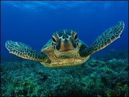 Les tortues se rpartissent en 3 groupes : terrestres, aquatiques et marines. Elles sont prsentes sur tous les continents et il existe plus de 300 espces de tortues.
