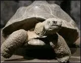 Les tortues terrestres sont connues pour leur longvit. Harriet (photo), une tortue gante des Galapagos, a vcu jusqu' l'ge honorable de...