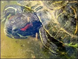 Quelle est l'espce de cette tortue (reconnaissable  ses joues rouges) ?