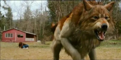 Que dcouvre Bella au sujet de Jacob ?