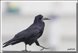 Le corbeau est un passereau...