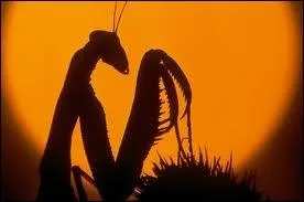 La mante est un insecte...