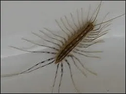 L'iule est un insecte...