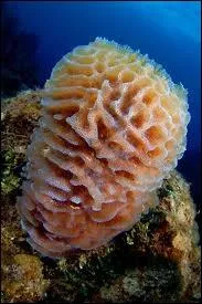 L'ponge est animale...