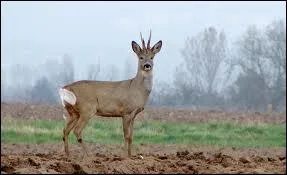 Le chevreuil est un cervid...