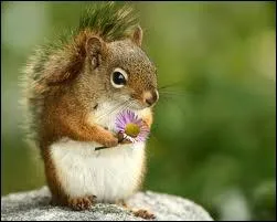L'cureuil est un rongeur...