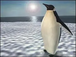 Le manchot est un oiseau...