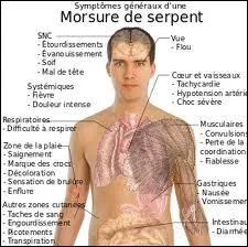 L'homme est un reptile...